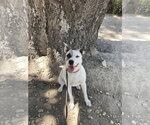 Small #2 Akita Mix
