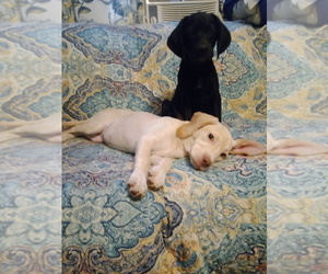 Labbe Puppy for sale in GINTER, PA, USA