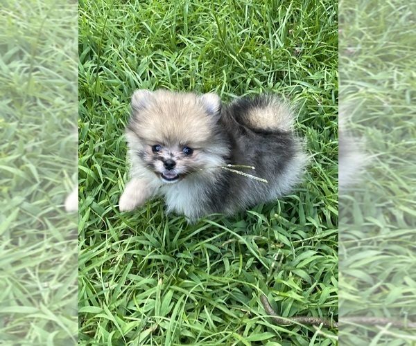 Medium Photo #1 Pomeranian Puppy For Sale in CASTLE HAYNE, NC, USA