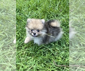 Pomeranian Puppy for sale in CASTLE HAYNE, NC, USA
