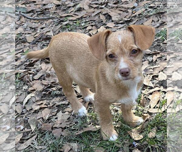 Medium Photo #2 Dachshund-Unknown Mix Puppy For Sale in Yardley, PA, USA