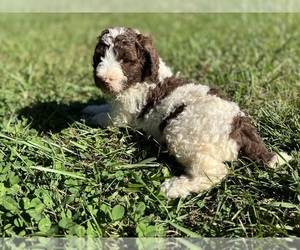 Poodle (Standard) Puppy for Sale in NEOLA, West Virginia USA