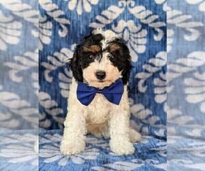 Cavachon-Poodle (Miniature) Mix Puppy for sale in CHRISTIANA, PA, USA