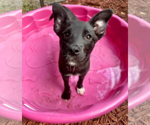 Border Collie-Unknown Mix Dogs for adoption in Mount Pleasant, SC, USA