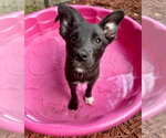 Small Border Collie Mix