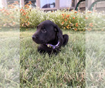 Puppy Lila Cane Corso-Doberman Pinscher Mix