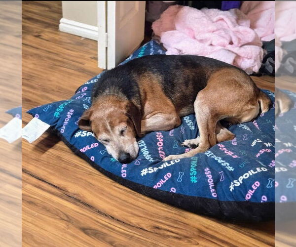 Medium Photo #7 Mutt Puppy For Sale in Salt Lake City, UT, USA