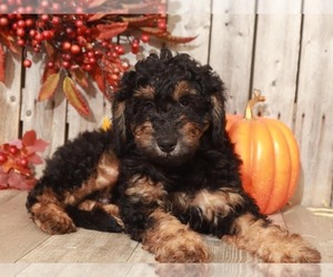Aussie-Poo Puppy for sale in MOUNT VERNON, OH, USA