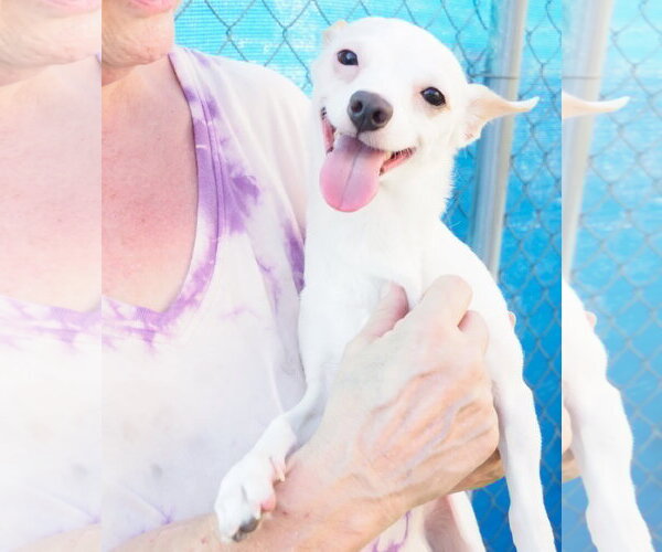 Medium Photo #5 Chihuahua-Unknown Mix Puppy For Sale in Phoenix, AZ, USA