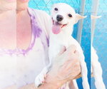 Small #4 Chihuahua Mix