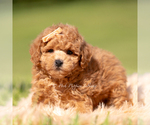 Small Photo #81 Maltipoo (Miniature) Puppy For Sale in WARSAW, IN, USA