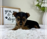 Small #5 Yorkshire Terrier