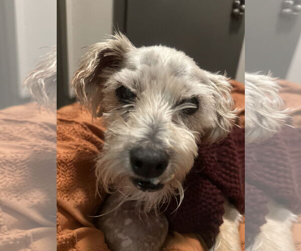 Medium Photo #4 Poodle (Miniature)-Unknown Mix Puppy For Sale in Newport Beach, CA, USA