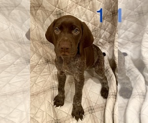 German Shorthaired Pointer Puppy for sale in ACWORTH, GA, USA