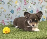 Small #11 Chihuahua