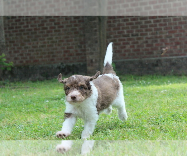 Medium Photo #4 F2 Aussiedoodle Puppy For Sale in KINSTON, NC, USA