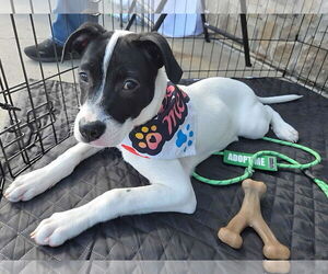 Mutt Dogs for adoption in pomfret, CT, USA