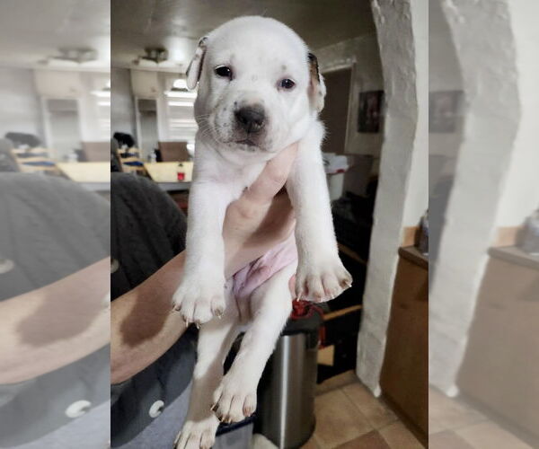 Medium Photo #3 Huskies -Unknown Mix Puppy For Sale in Mesa, AZ, USA