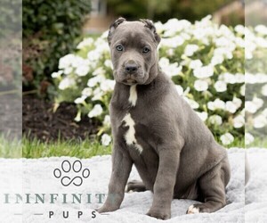 Cane Corso Puppy for sale in HONEY BROOK, PA, USA