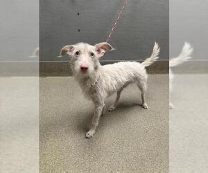 Mutt Dogs for adoption in Las Vegas, NV, USA