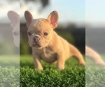 Small #12 French Bulldog