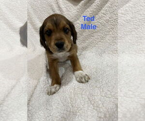 Australian Shepherd-Unknown Mix Dogs for adoption in Jackson Township, NJ, USA