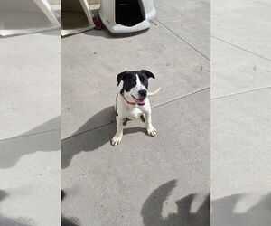 Mutt Dogs for adoption in Maquoketa, IA, USA