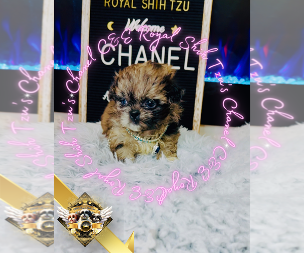 Medium Photo #3 Shih Tzu Puppy For Sale in ATHENS, GA, USA