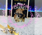 Small #2 Shih Tzu