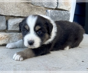 Australian Shepherd Puppy for sale in LODA, IL, USA