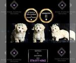 Small Photo #121 Maltipoo (Miniature) Puppy For Sale in WARSAW, IN, USA