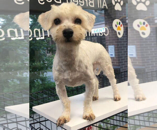 Medium Photo #3 Maltese-Poodle (Toy) Mix Puppy For Sale in Lincolnwood, IL, USA