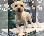 Small #2 Maltese-Poodle (Toy) Mix