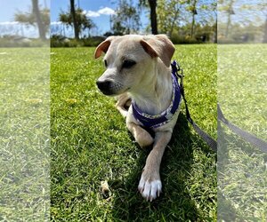 Beagle-Chihuahua Mix Dogs for adoption in Lake Elsinore, CA, USA