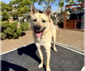Levi - Female Mutt Dog for Adoption - Photo #3