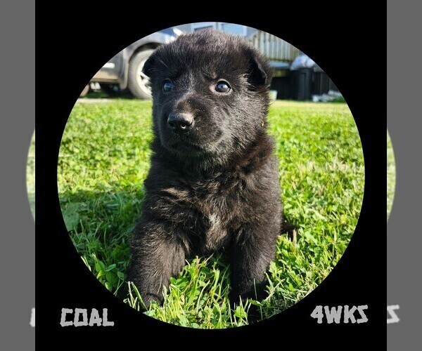 Medium Photo #2 German Shepherd Dog Puppy For Sale in BROOKFIELD, MO, USA