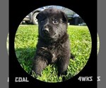 Small #1 German Shepherd Dog