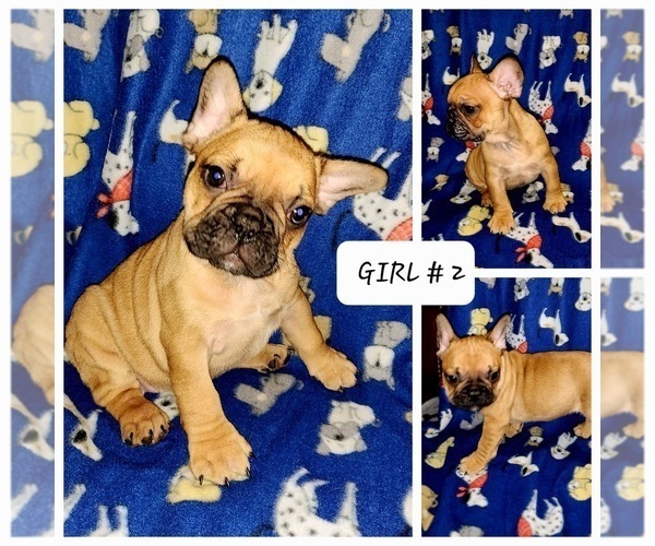 Medium Photo #1 French Bulldog Puppy For Sale in N CHESTERFLD, VA, USA