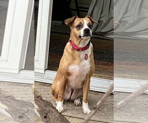 Boston Terrier-Unknown Mix Dogs for adoption in Wakefield, RI, USA