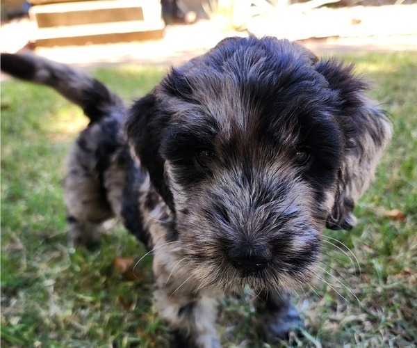 Medium Photo #3 Doodle-Goldendoodle Mix Puppy For Sale in WACO, TX, USA