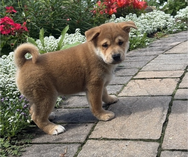 Medium Photo #3 Shiba Inu Puppy For Sale in CANOGA, NY, USA