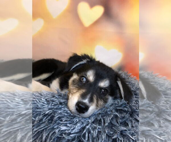 Medium Photo #3 Aussie Siberian Puppy For Sale in Hillsboro, MO, USA