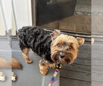 Small #1 Mutt