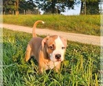 Small #1 Alapaha Blue Blood Bulldog
