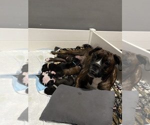 Mother of the Boxer puppies born on 02/02/2024