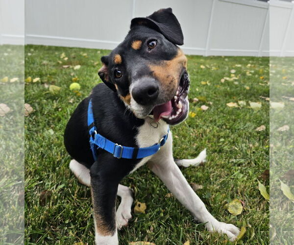 Medium Photo #10 Mutt Puppy For Sale in Fargo, ND, USA