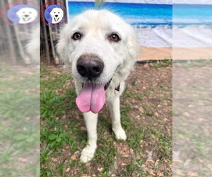 Great Pyrenees Dogs for adoption in Spring, TX, USA