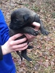 Small Photo #4 Belgian Malinois Puppy For Sale in BLACK ROCK, AR, USA