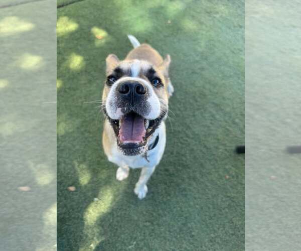 Medium Photo #3 Chinese Shar-Pei-Unknown Mix Puppy For Sale in Tempe , AZ, USA