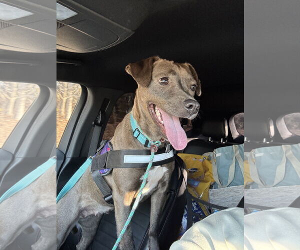 Medium Photo #8 American Pit Bull Terrier-Labrador Retriever Mix Puppy For Sale in Holly Springs, NC, USA